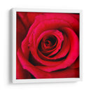 ROSA ROJA - Ariadne Contreras | Cuadro decorativo de Canvas Lab