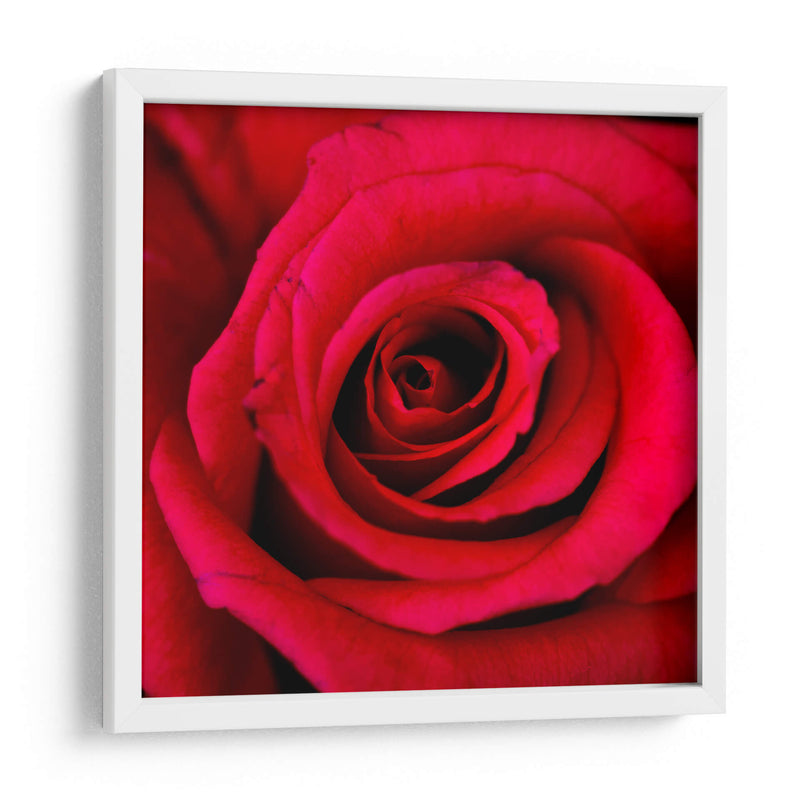 ROSA ROJA - Ariadne Contreras | Cuadro decorativo de Canvas Lab