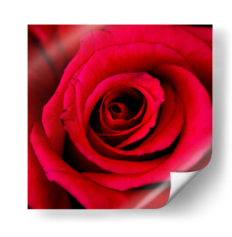 ROSA ROJA - Ariadne Contreras | Cuadro decorativo de Canvas Lab