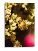 Abeja Colores - Chepo Murua | Cuadro decorativo de Canvas Lab