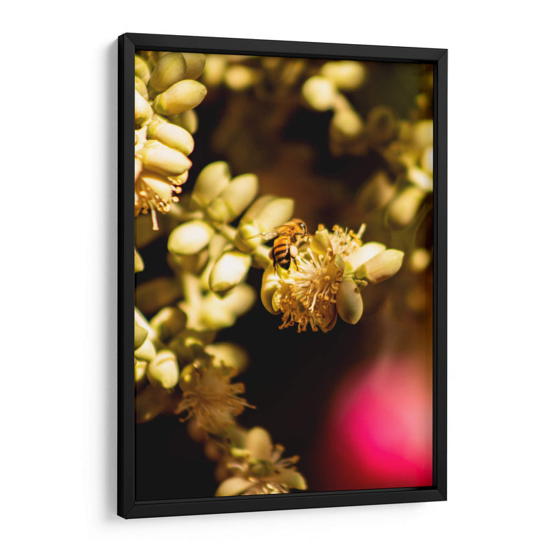 Abeja Colores - Chepo Murua | Cuadro decorativo de Canvas Lab