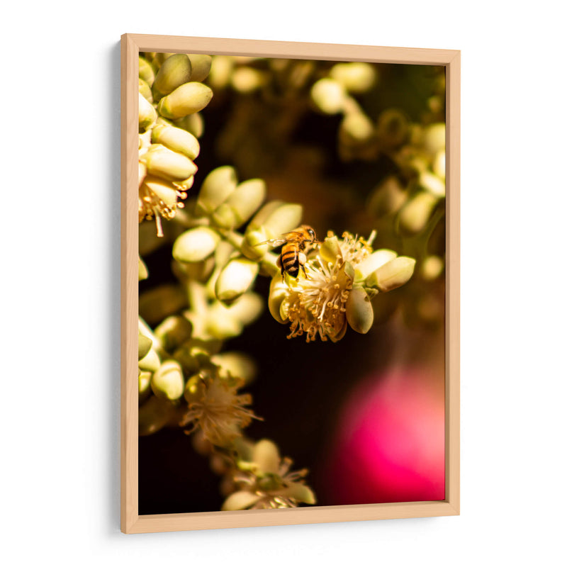 Abeja Colores - Chepo Murua | Cuadro decorativo de Canvas Lab