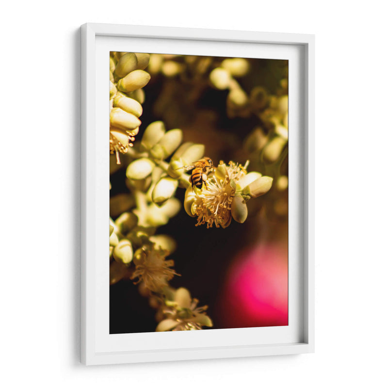 Abeja Colores - Chepo Murua | Cuadro decorativo de Canvas Lab