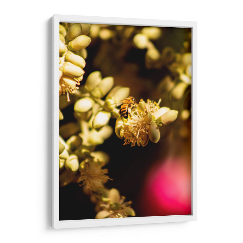 Abeja Colores - Chepo Murua | Cuadro decorativo de Canvas Lab