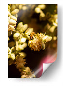 Abeja Colores - Chepo Murua | Cuadro decorativo de Canvas Lab