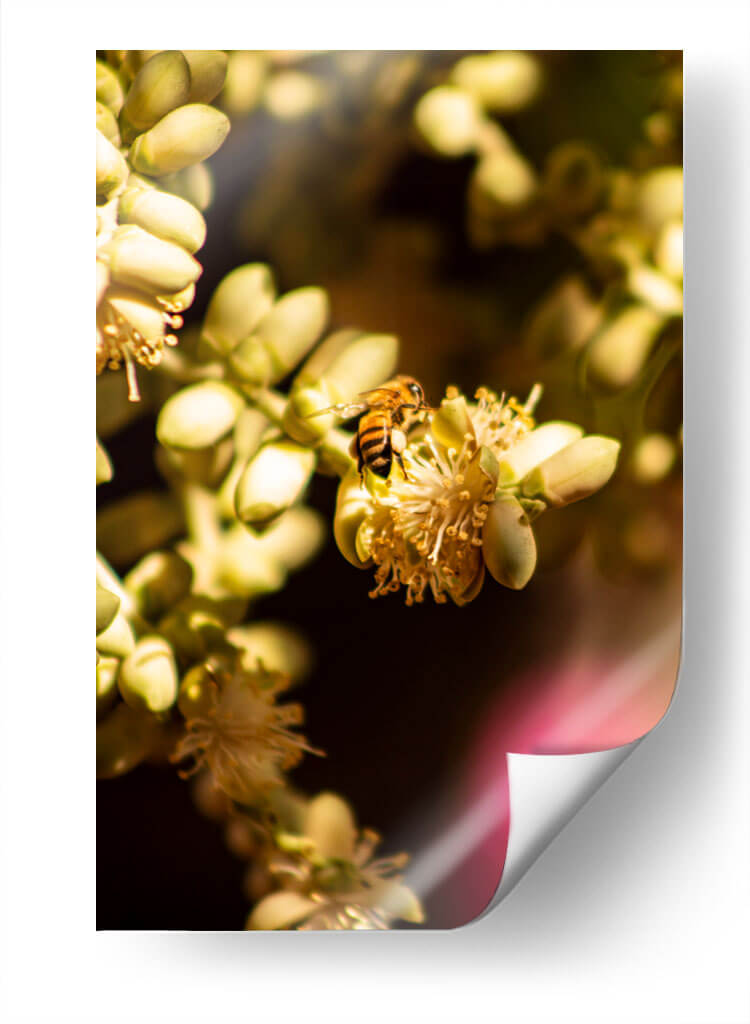 Abeja Colores - Chepo Murua | Cuadro decorativo de Canvas Lab