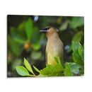 Chinito en la mira - Isabel Soria | Cuadro decorativo de Canvas Lab