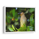 Chinito en la mira - Isabel Soria | Cuadro decorativo de Canvas Lab