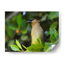 Chinito en la mira - Isabel Soria | Cuadro decorativo de Canvas Lab