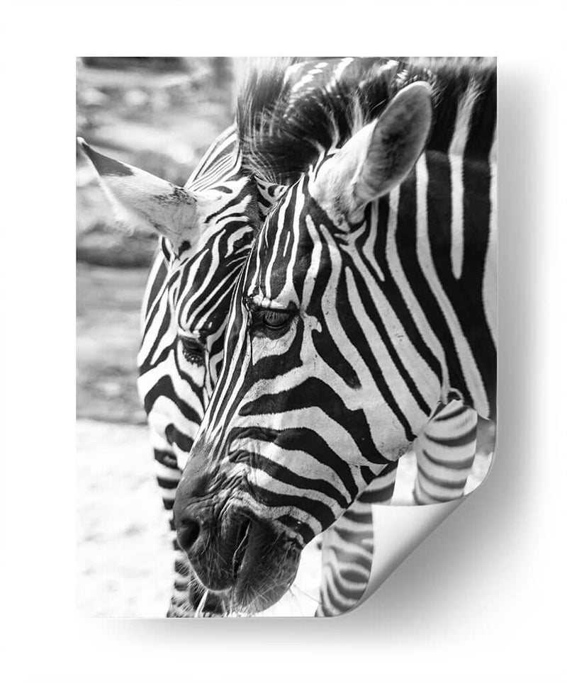 Blanco y Negro - Chepo Murua | Cuadro decorativo de Canvas Lab