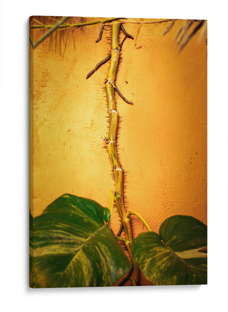 Raíces - Chepo Murua | Cuadro decorativo de Canvas Lab