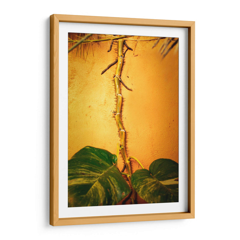 Raíces - Chepo Murua | Cuadro decorativo de Canvas Lab