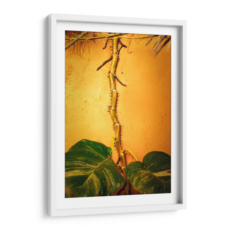 Raíces - Chepo Murua | Cuadro decorativo de Canvas Lab