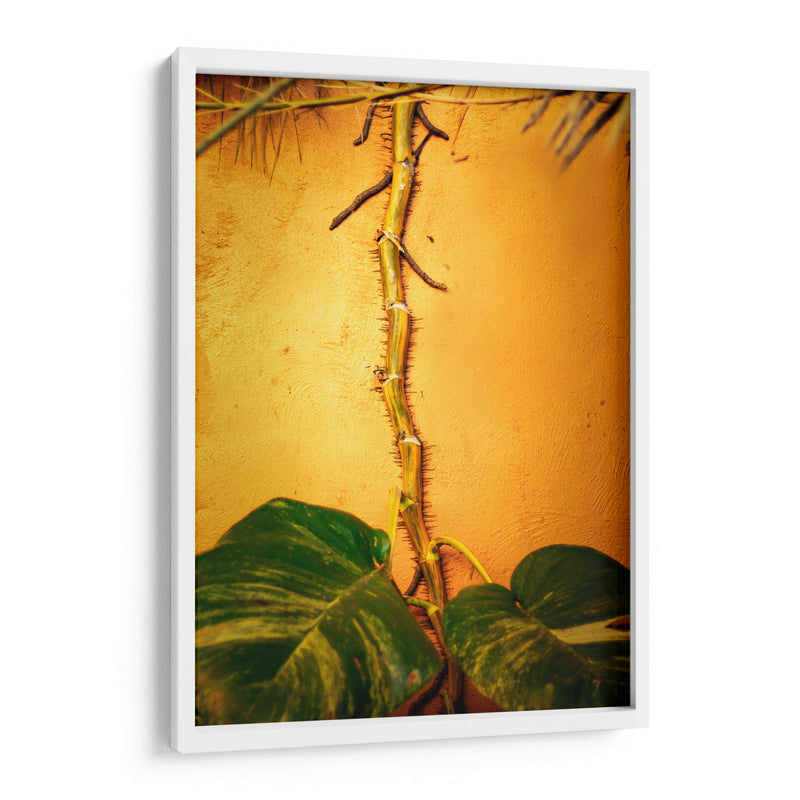 Raíces - Chepo Murua | Cuadro decorativo de Canvas Lab