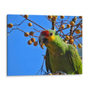 Loro cachetes amarillos - Isabel Soria | Cuadro decorativo de Canvas Lab