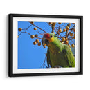 Loro cachetes amarillos - Isabel Soria | Cuadro decorativo de Canvas Lab