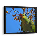 Loro cachetes amarillos - Isabel Soria | Cuadro decorativo de Canvas Lab
