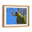 Loro cachetes amarillos - Isabel Soria | Cuadro decorativo de Canvas Lab