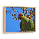 Loro cachetes amarillos - Isabel Soria | Cuadro decorativo de Canvas Lab