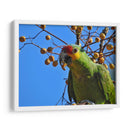 Loro cachetes amarillos - Isabel Soria | Cuadro decorativo de Canvas Lab
