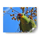 Loro cachetes amarillos - Isabel Soria | Cuadro decorativo de Canvas Lab