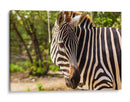 Cebra - Chepo Murua | Cuadro decorativo de Canvas Lab