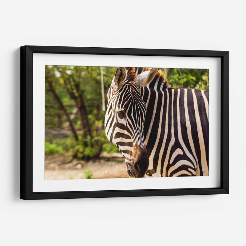 Cebra - Chepo Murua | Cuadro decorativo de Canvas Lab