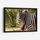Cebra - Chepo Murua | Cuadro decorativo de Canvas Lab