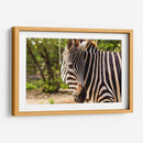 Cebra - Chepo Murua | Cuadro decorativo de Canvas Lab