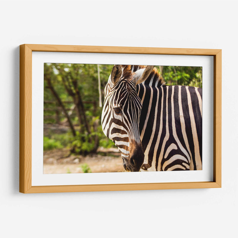 Cebra - Chepo Murua | Cuadro decorativo de Canvas Lab