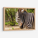 Cebra - Chepo Murua | Cuadro decorativo de Canvas Lab