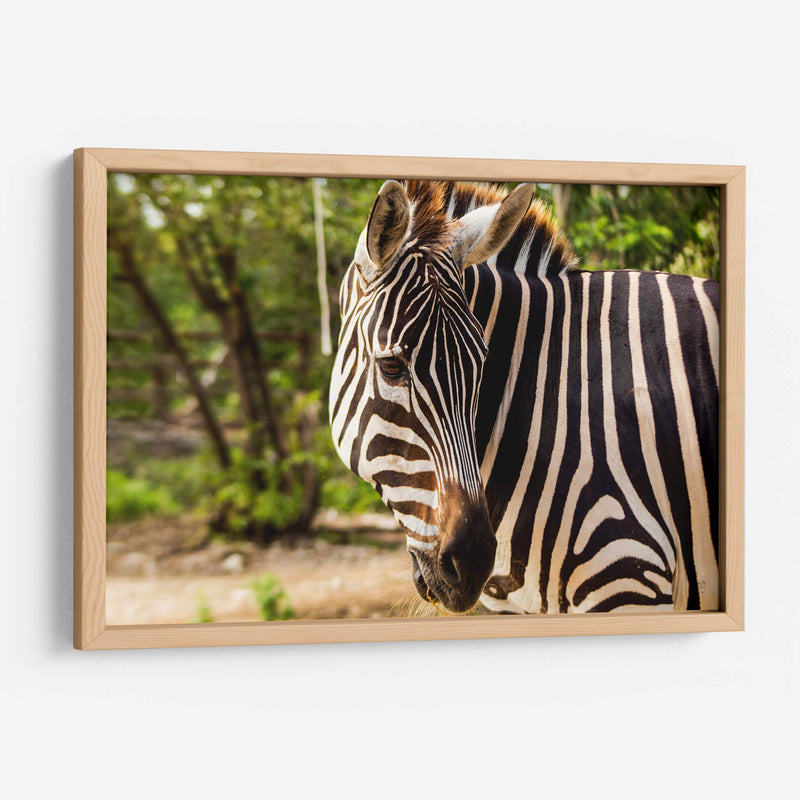Cebra - Chepo Murua | Cuadro decorativo de Canvas Lab