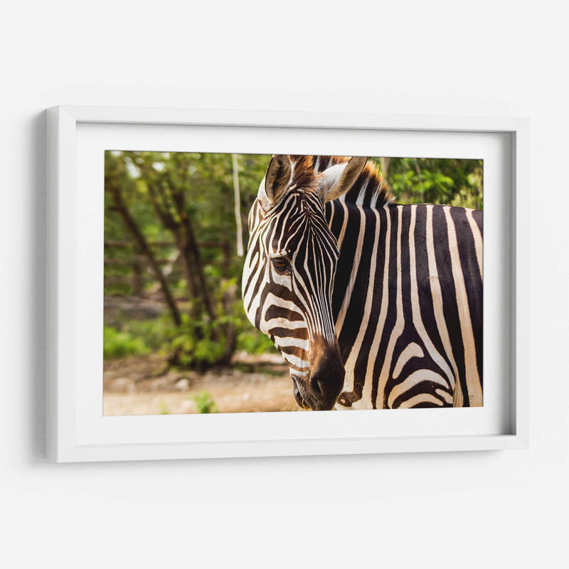 Cebra - Chepo Murua | Cuadro decorativo de Canvas Lab