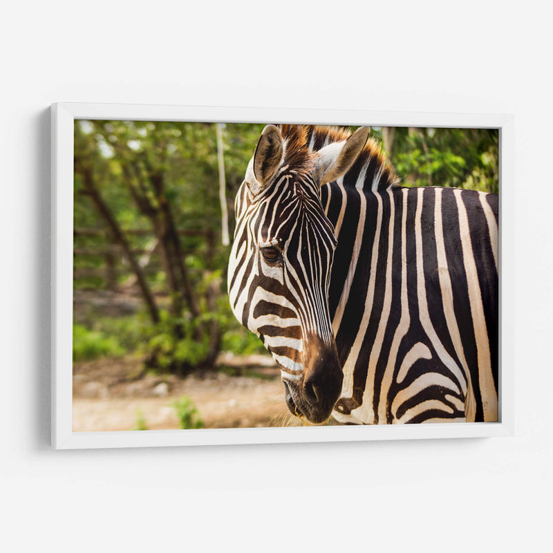 Cebra - Chepo Murua | Cuadro decorativo de Canvas Lab