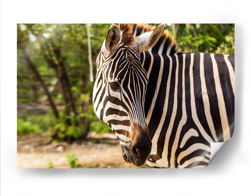 Cebra - Chepo Murua | Cuadro decorativo de Canvas Lab