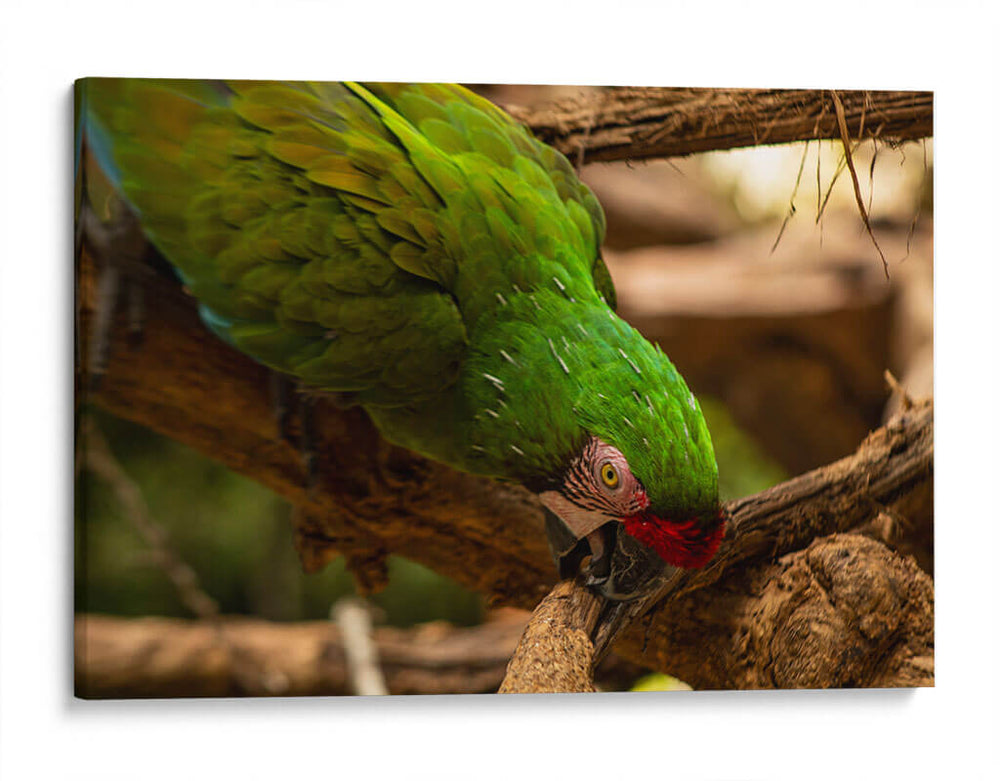 Verde - Chepo Murua | Cuadro decorativo de Canvas Lab