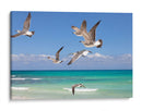 Gaviotas - Emilio Santamaria | Cuadro decorativo de Canvas Lab