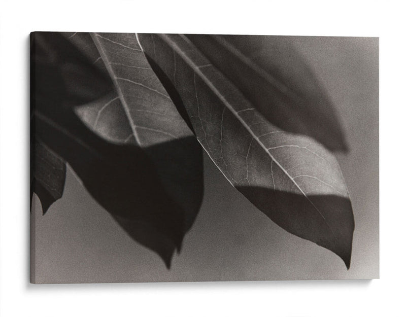 Foto Síntesis #1 - Emilio Santamaria