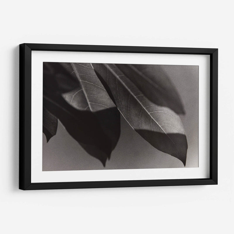 Foto Síntesis #1 - Emilio Santamaria