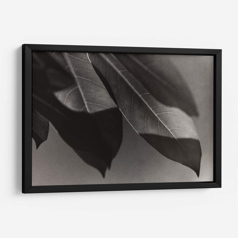 Foto Síntesis #1 - Emilio Santamaria