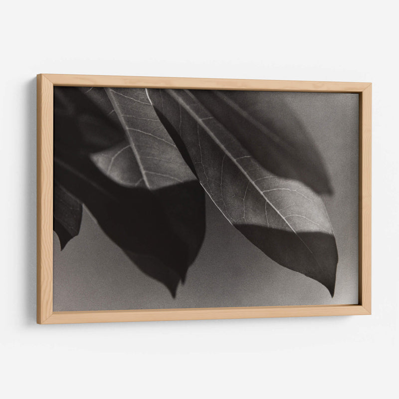 Foto Síntesis #1 - Emilio Santamaria