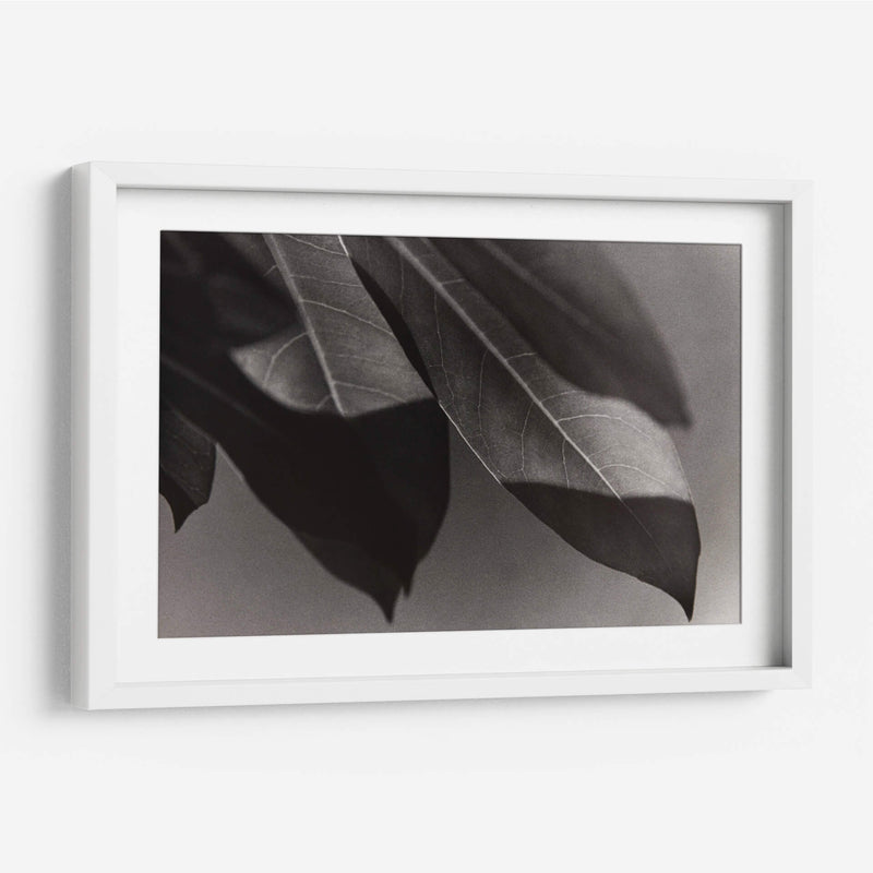 Foto Síntesis #1 - Emilio Santamaria