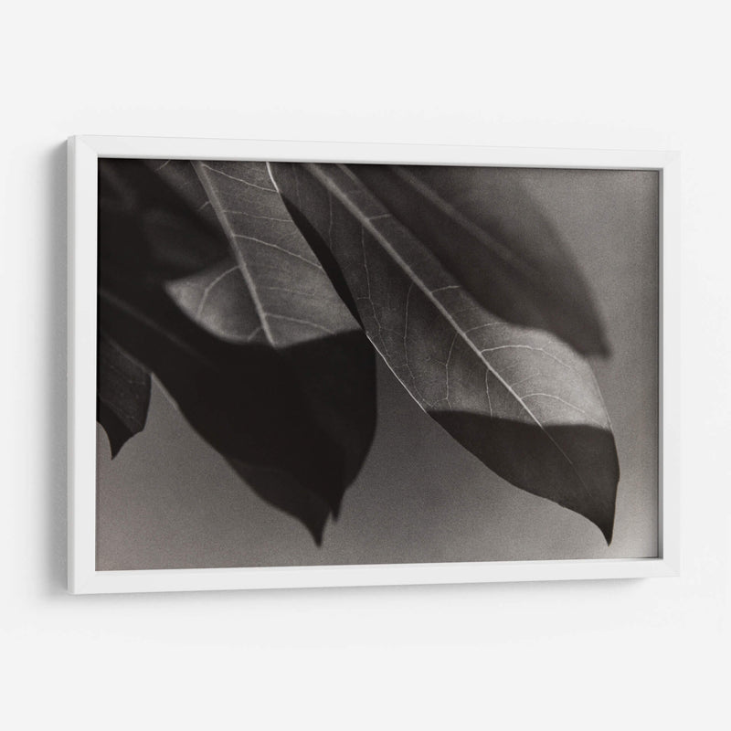 Foto Síntesis #1 - Emilio Santamaria