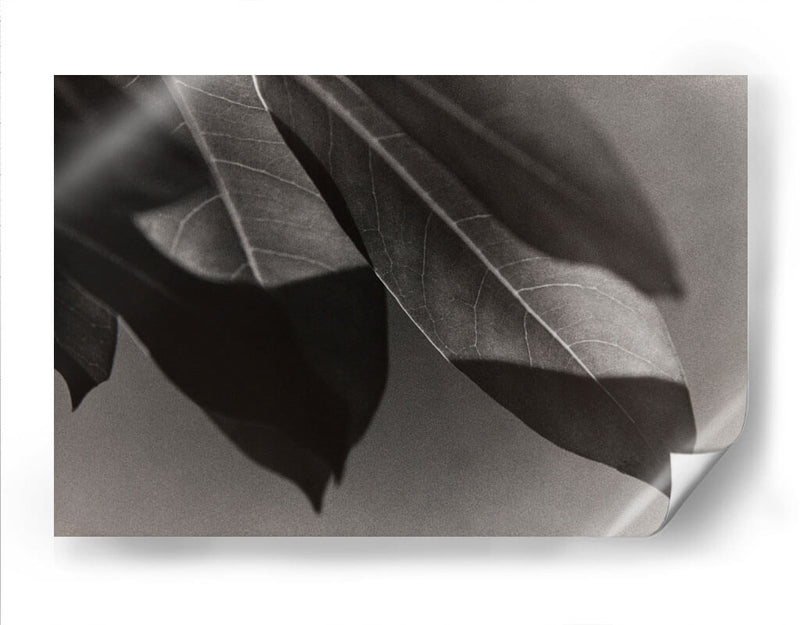 Foto Síntesis #1 - Emilio Santamaria