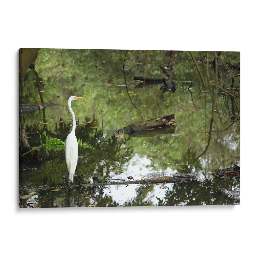 Garza posando en agua - FotoCompagny | Cuadro decorativo de Canvas Lab