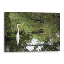 Garza posando en agua - FotoCompagny | Cuadro decorativo de Canvas Lab