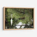 Garza posando en agua - FotoCompagny | Cuadro decorativo de Canvas Lab