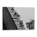 Pájaros en barda - FotoCompagny | Cuadro decorativo de Canvas Lab