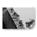 Pájaros en barda - FotoCompagny | Cuadro decorativo de Canvas Lab