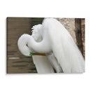Garza acicalándose - FotoCompagny | Cuadro decorativo de Canvas Lab